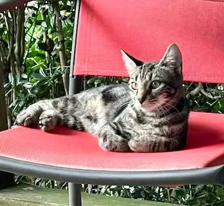 Licorice thumbnail 2