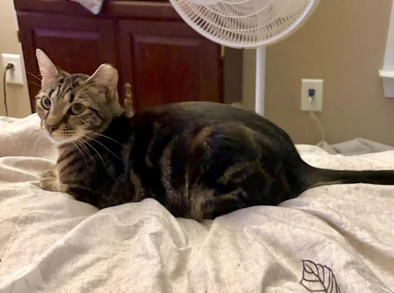 Licorice thumbnail 3