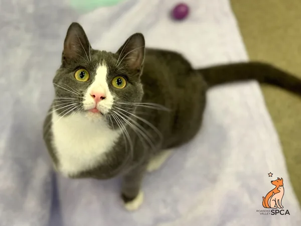 A young medium-sized male Domestic Short Hair cat named Thomas Omalley for adoption in Roanoke, VA