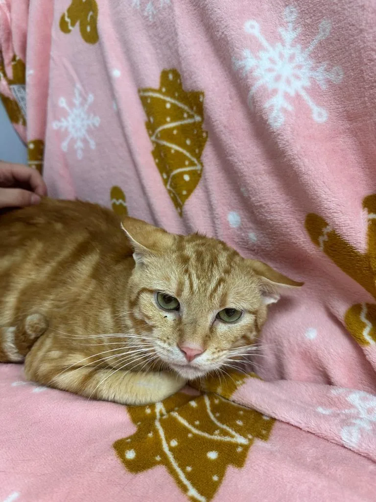 A young small-sized male Domestic Short Hair cat named Meringue for adoption in Lavonia, GA