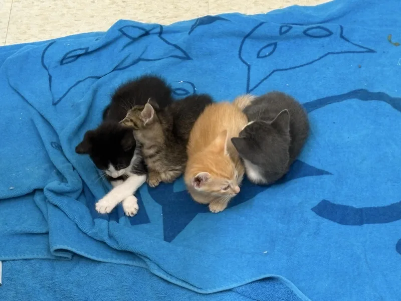 A baby small-sized female Domestic Short Hair cat named Mumbai for adoption in Honolulu, HI