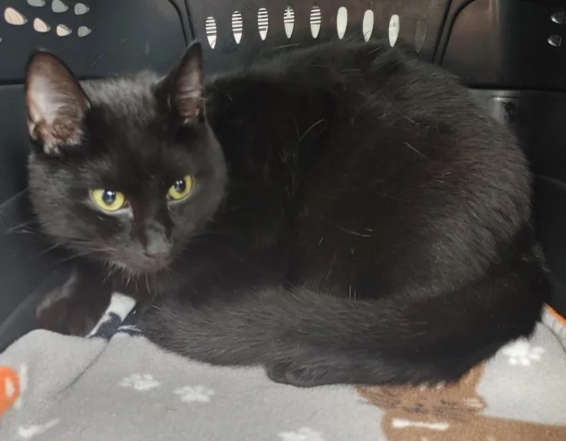 A young medium-sized male Black Domestic Short Hair cat named Robin for adoption in Shawnee, KS