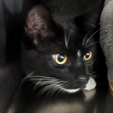 A young medium-sized male Black & White / Tuxedo Tuxedo cat named Charlie for adoption in Allegan, MI