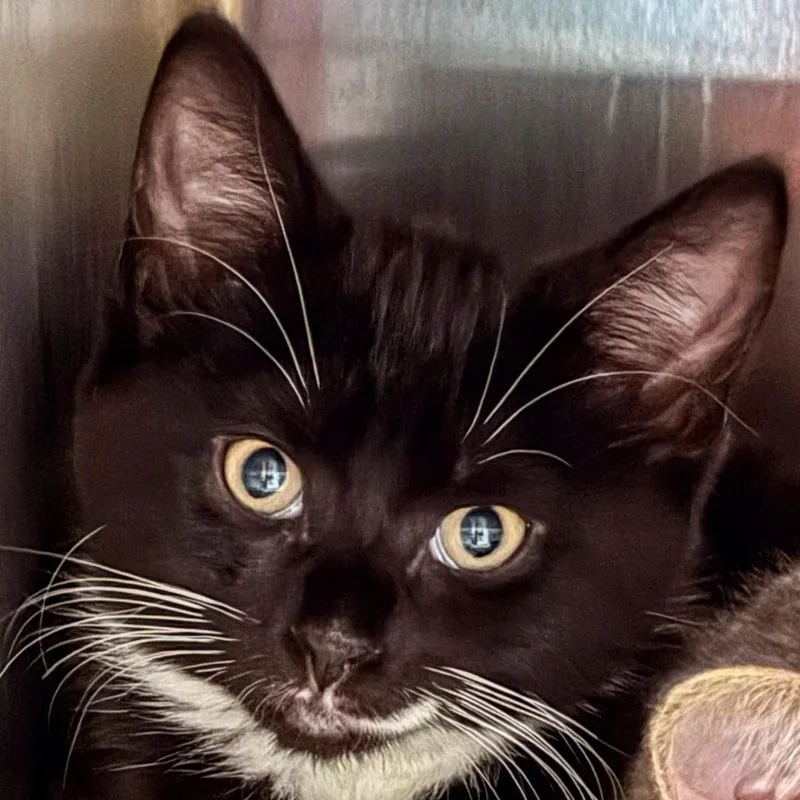 A baby small-sized female Black Domestic Short Hair cat named Justice for adoption in Kennebunk, ME