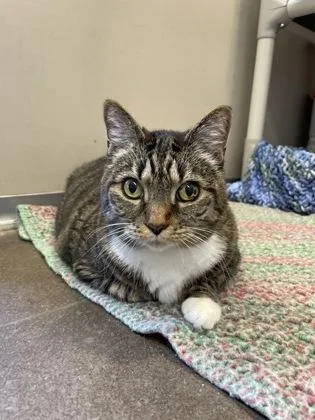 A senior small-sized female Domestic Short Hair cat named Willow for adoption in Bellevue, WA