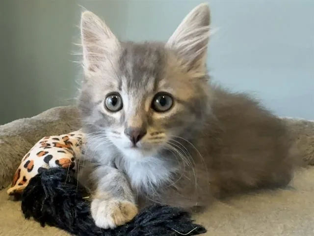 A baby small-sized male Domestic Short Hair cat named Guiness for adoption in Santa Clara, CA