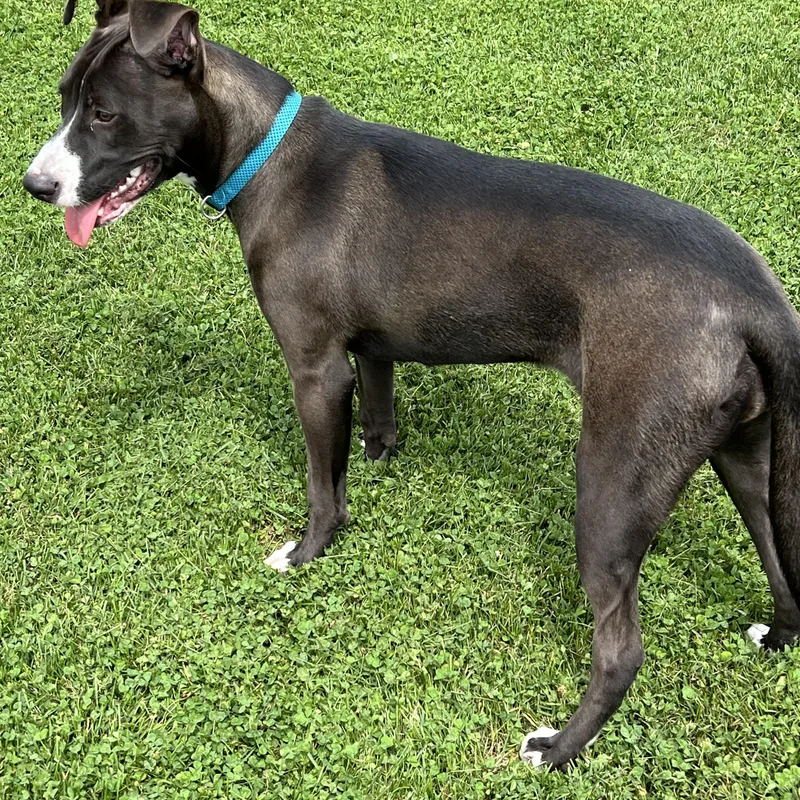 A young medium-sized female Brown / Chocolate Labrador Retriever dog named Hershey for adoption in Elkton, MI