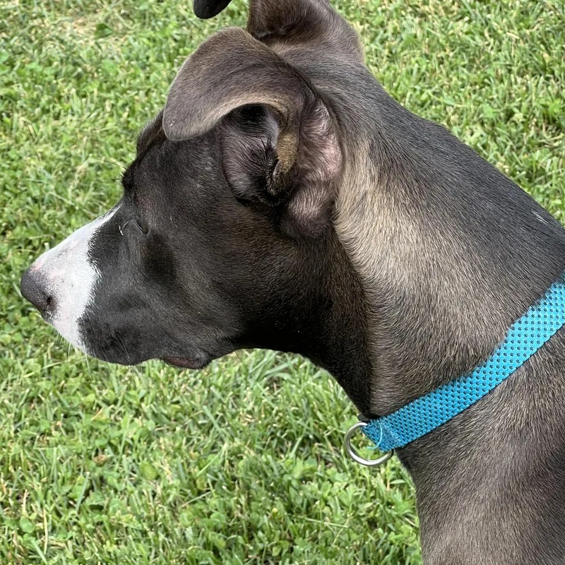 Hershey thumbnail 3