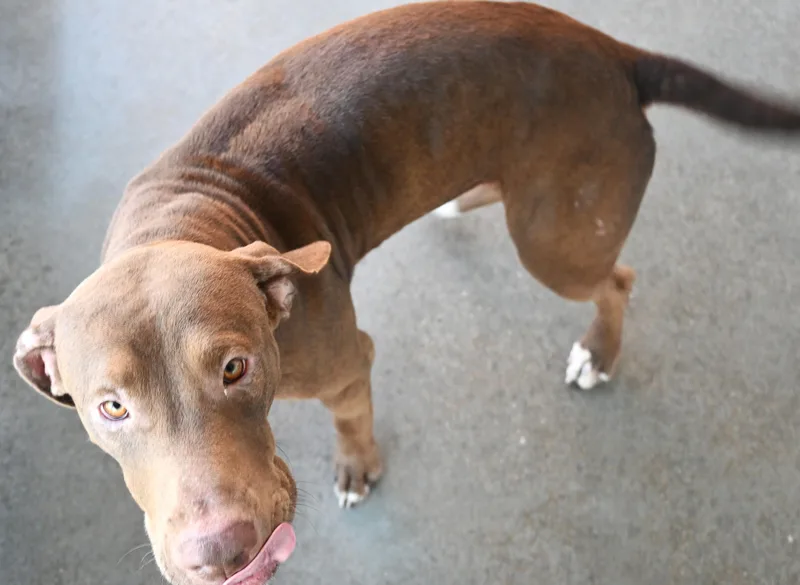 An adult medium-sized male Brown / Chocolate Pit Bull Terrier dog named 22704 for adoption in Broken Arrow, OK