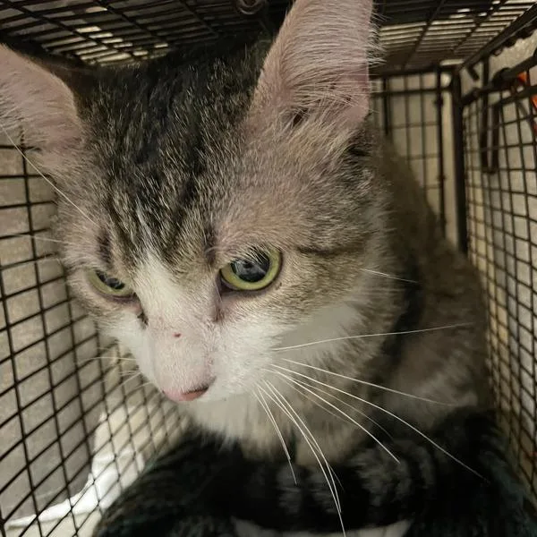An adult small-sized male Domestic Short Hair cat named Oscar for adoption in Des Moines, IA