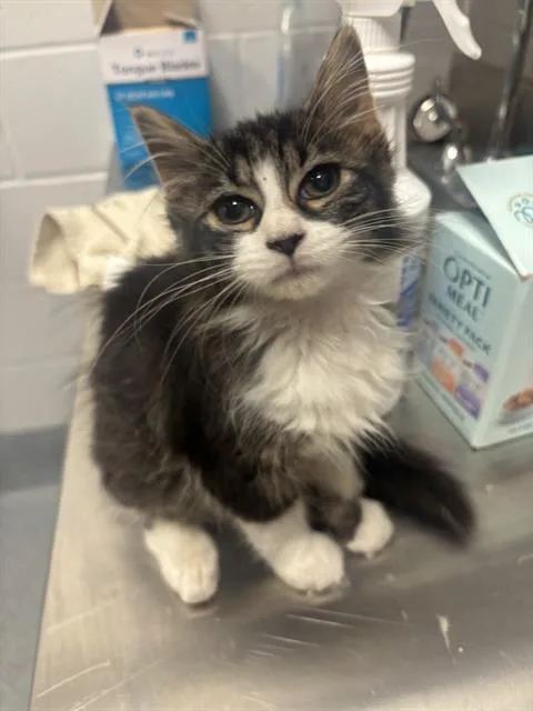 A baby small-sized female Domestic Long Hair cat named Arno for adoption in Indianapolis, IN