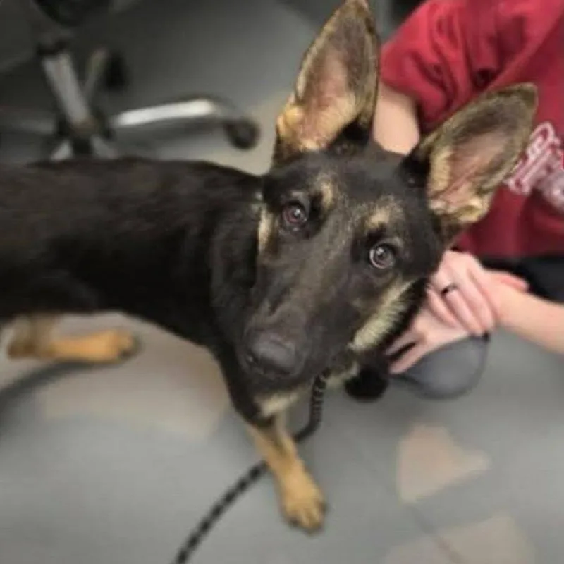 A young medium-sized female Black Mixed Breed dog named Zola for adoption in Alexandria, VA