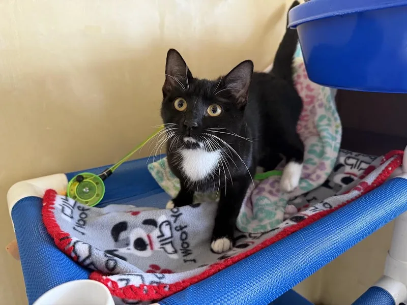 A young medium-sized female Black & White / Tuxedo Domestic Short Hair cat named Oreo for adoption in Berkeley, CA