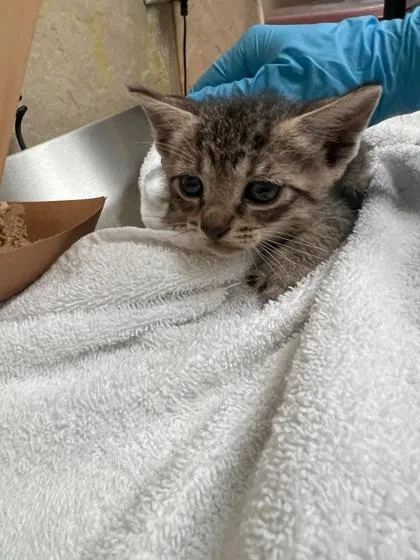 A baby small-sized male Domestic Short Hair cat named Benji for adoption in Honolulu, HI