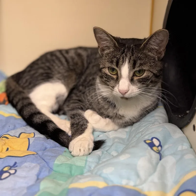 A young medium-sized female Domestic Short Hair cat named Kit for adoption in Myerstown, PA