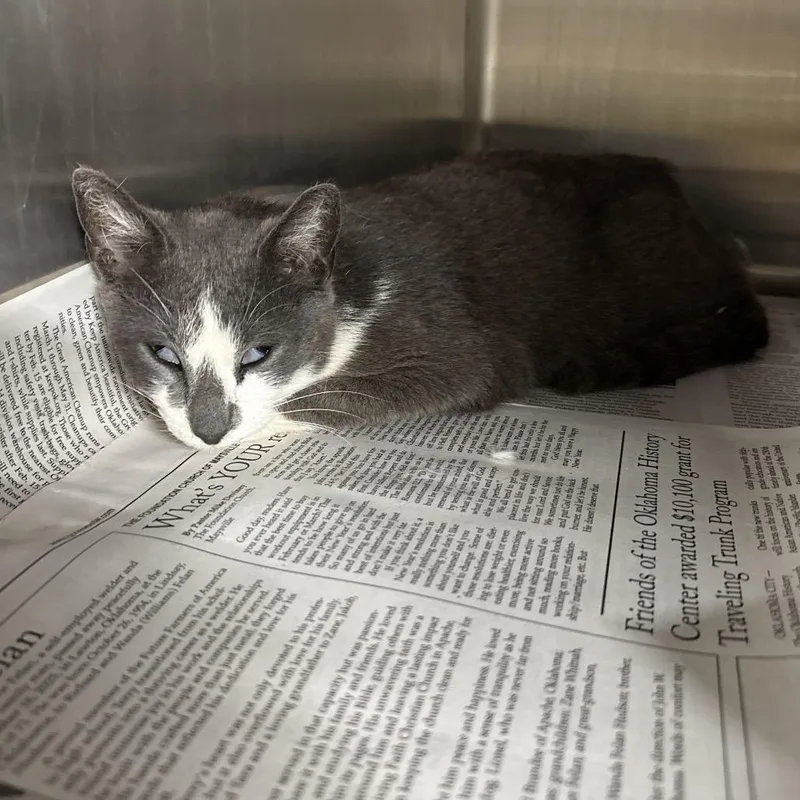 A senior medium-sized female Gray / Blue / Silver Domestic Short Hair cat named Firecracker for adoption in Pauls Valley, OK