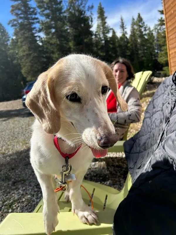 A young small-sized female Basset Hound dog named Lemon for adoption in Boulder, CO