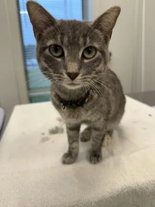 A young small-sized female Domestic Short Hair cat named Peace for adoption in Lafayette, IN