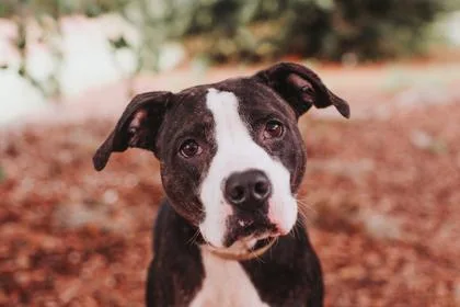 An adult large-sized female American Staffordshire Terrier dog named A Luna for adoption in North Charleston, SC