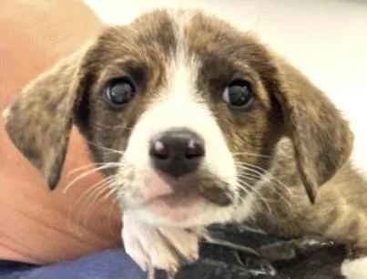 A baby medium-sized male Australian Shepherd dog named Birch for adoption in Copiague, NY