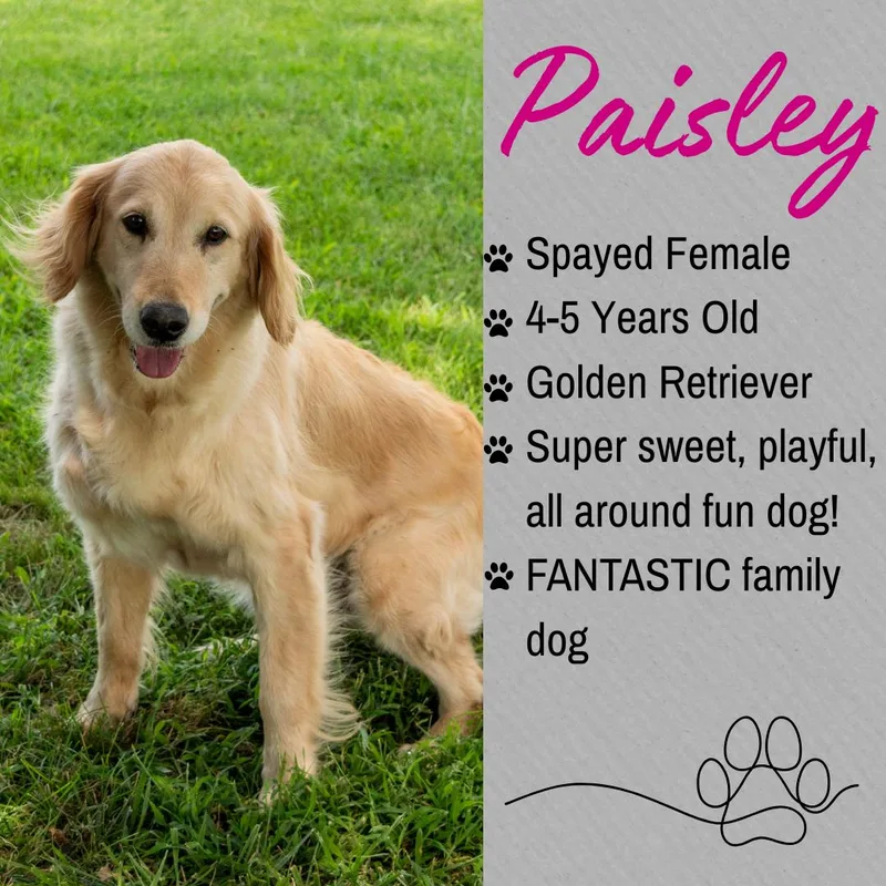 Paisley