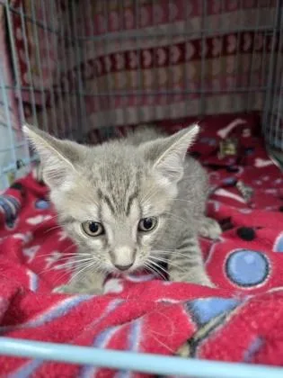 A young medium-sized female Domestic Short Hair cat named Angel for adoption in Gainesville, FL
