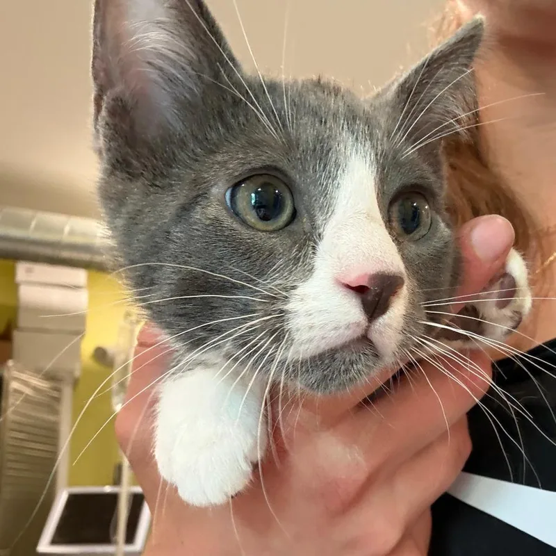 A baby small-sized male Gray / Blue / Silver Domestic Short Hair cat named Tolkien for adoption in West Des Moines, IA