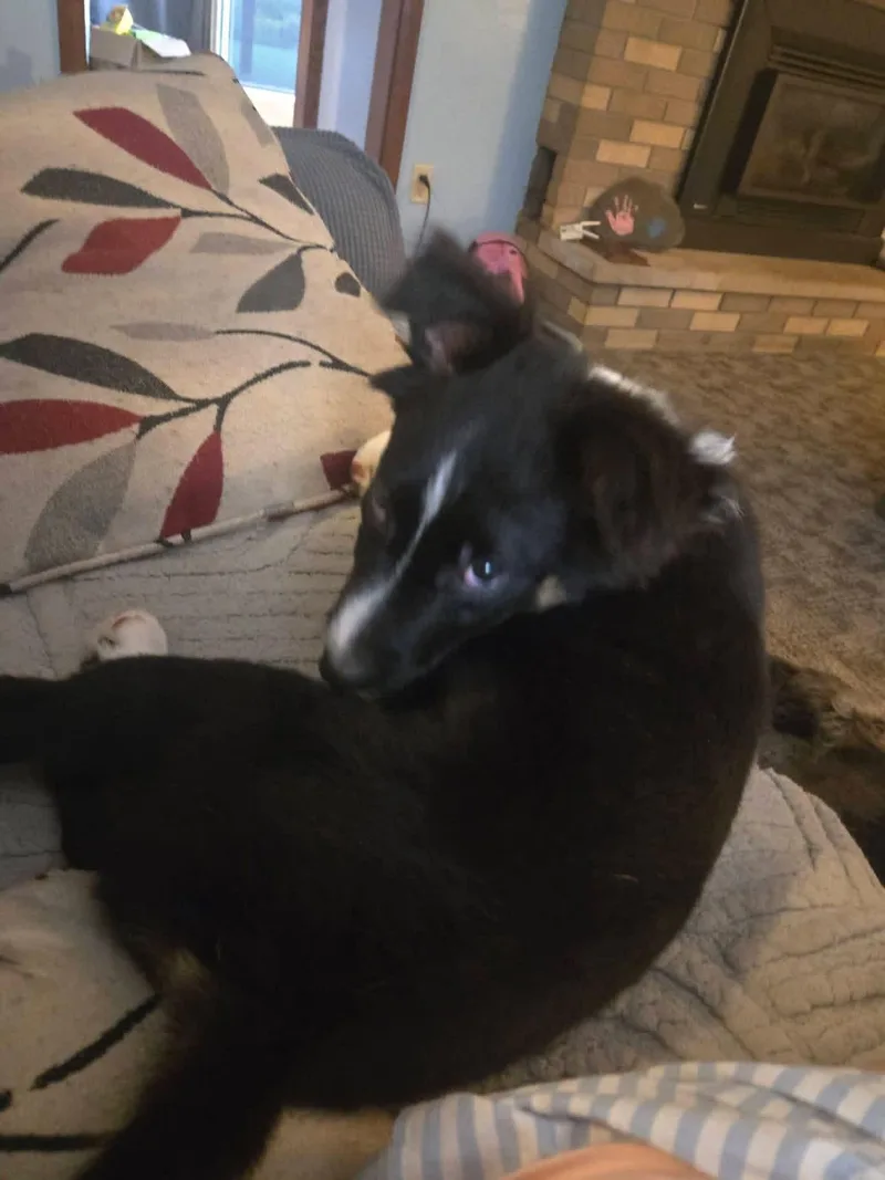 A young small-sized male Australian Shepherd dog named Hercules for adoption in Springville, NY