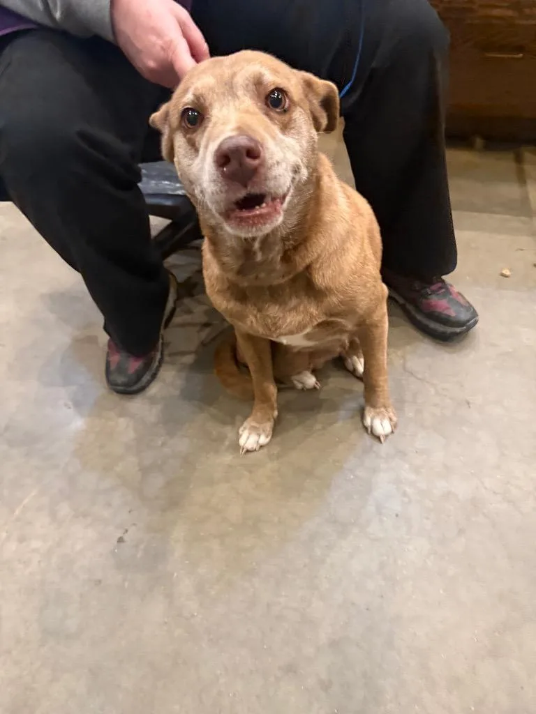 An adult medium-sized female Mixed Breed dog named Lime for adoption in Douglasville, GA