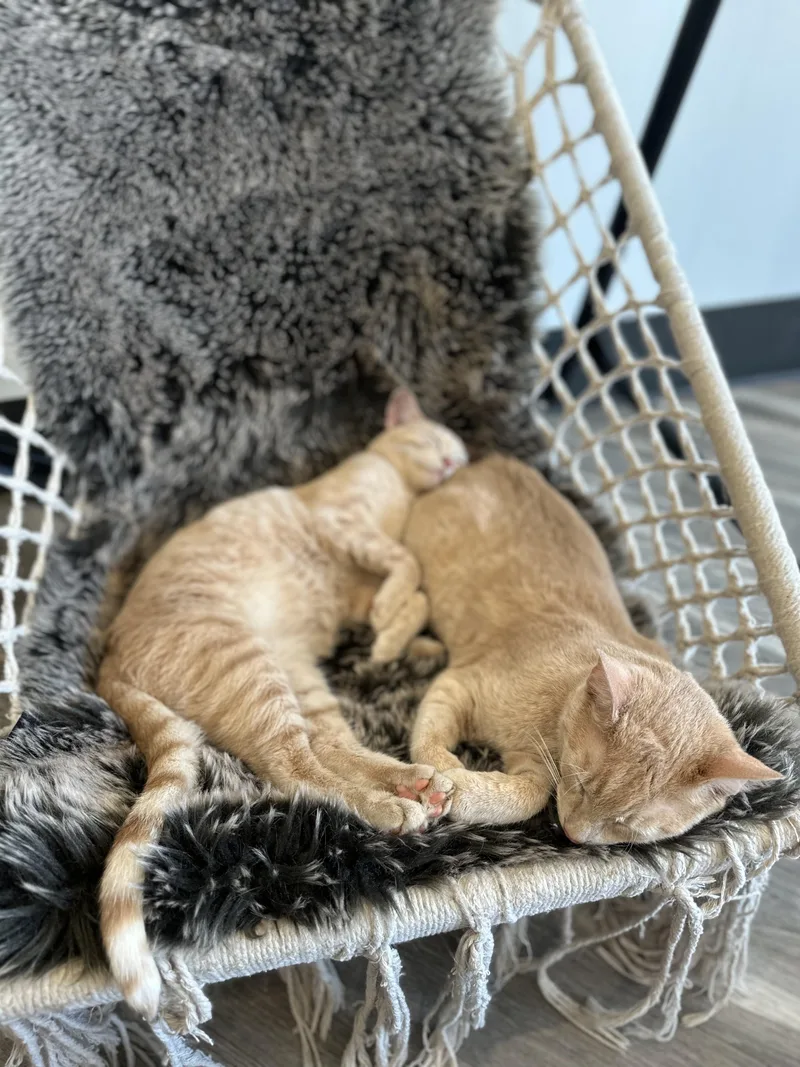 A young medium-sized male Buff / Tan / Fawn Domestic Short Hair cat named Biggie & Smalls for adoption