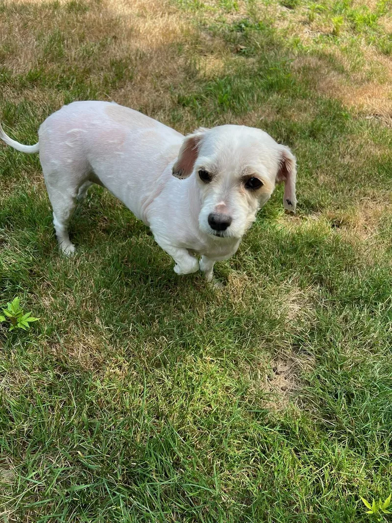 An adult small-sized female Apricot / Beige Maltese dog named Shelly for adoption in Milton, MA