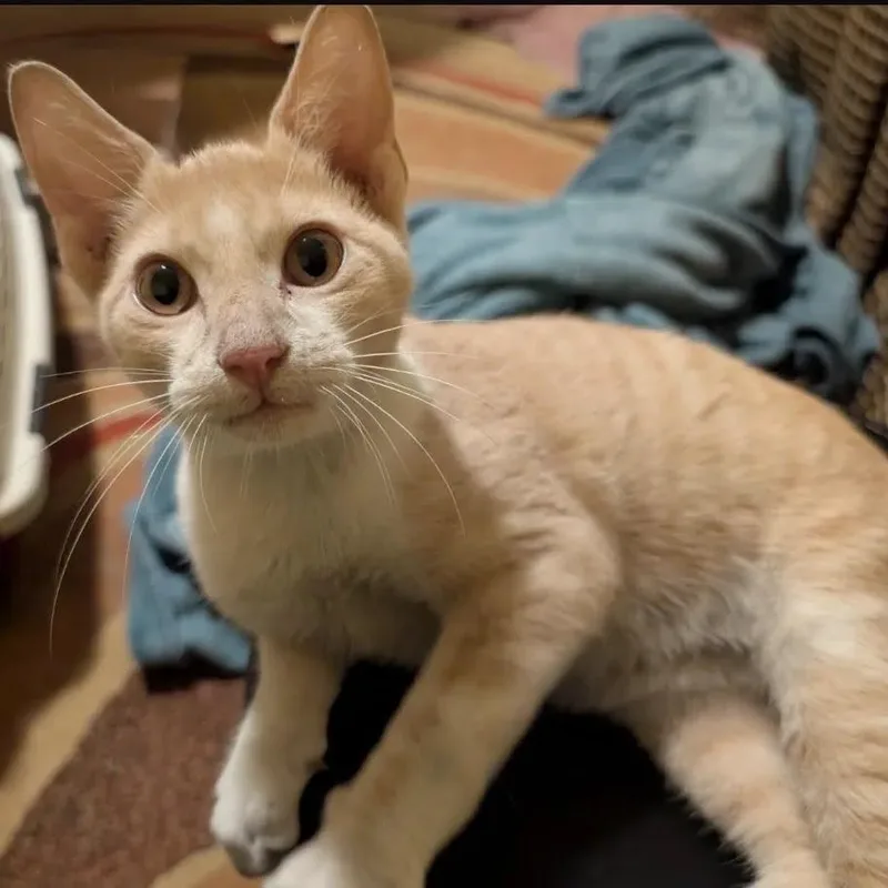 A young medium-sized male Orange / Red Domestic Short Hair cat named Stanley Yelnats for adoption in Austin, TX