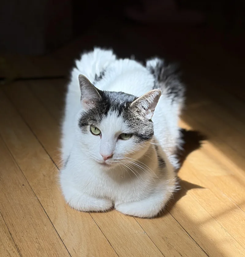 An adult medium-sized male White Domestic Short Hair cat named Oreo for adoption in Norwalk, CT