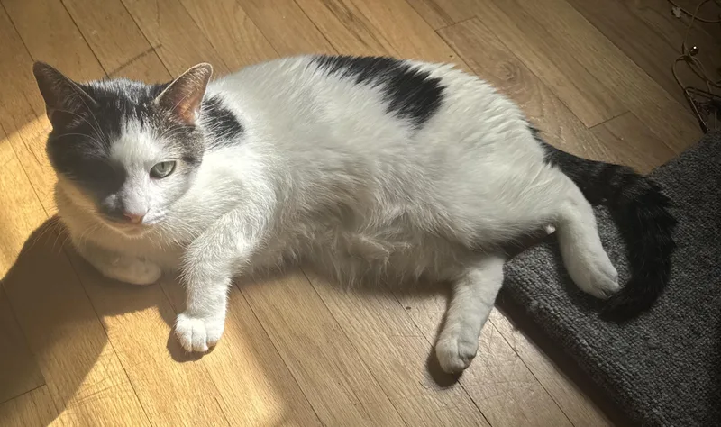 Oreo thumbnail 3