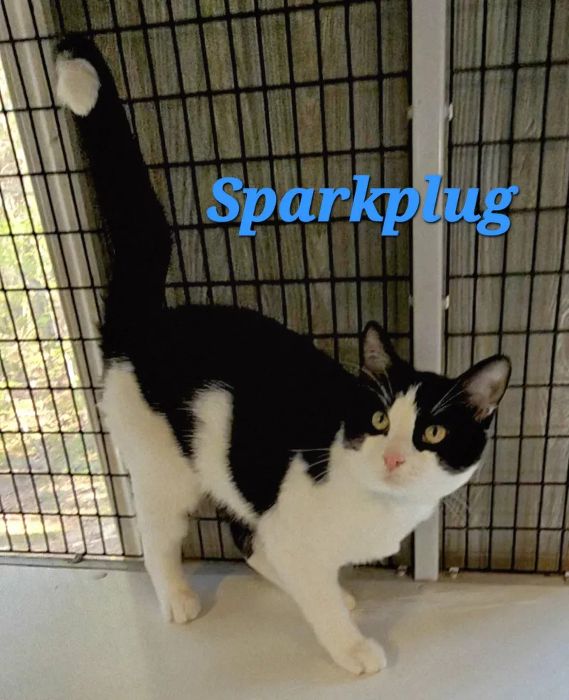 Sparkplug thumbnail 2