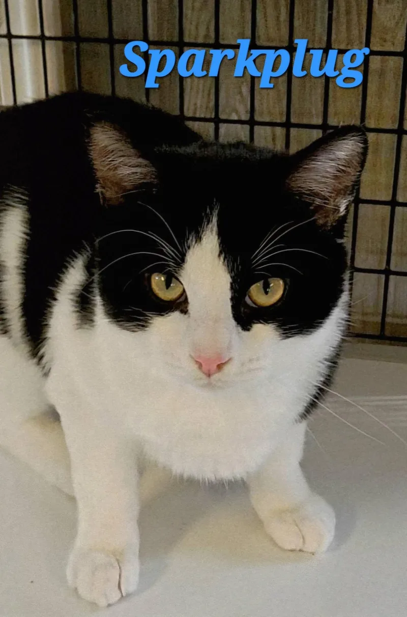A young medium-sized male Black & White / Tuxedo Domestic Short Hair cat named Sparkplug for adoption in Macon, GA