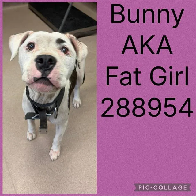 An adult medium-sized female Mixed Breed dog named Bunny Aka Fat Girl for adoption in Macon, GA