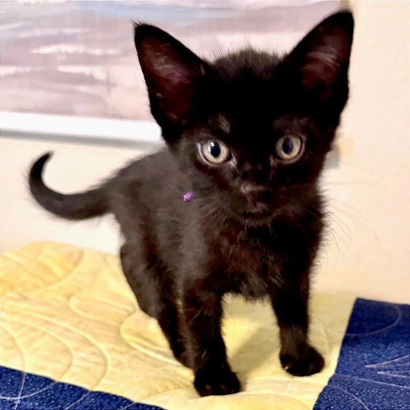A baby small-sized female Black Domestic Short Hair cat named Cilantro for adoption in Austin, TX