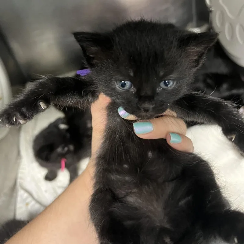 Cilantro thumbnail 2