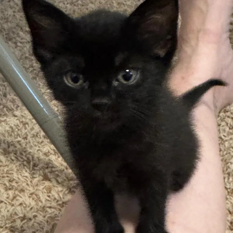 Cilantro thumbnail 3