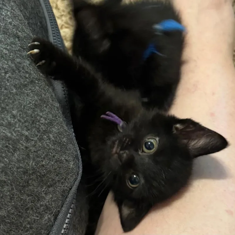 Cilantro thumbnail 4