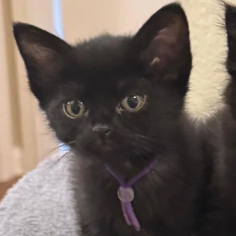 Cilantro thumbnail 5