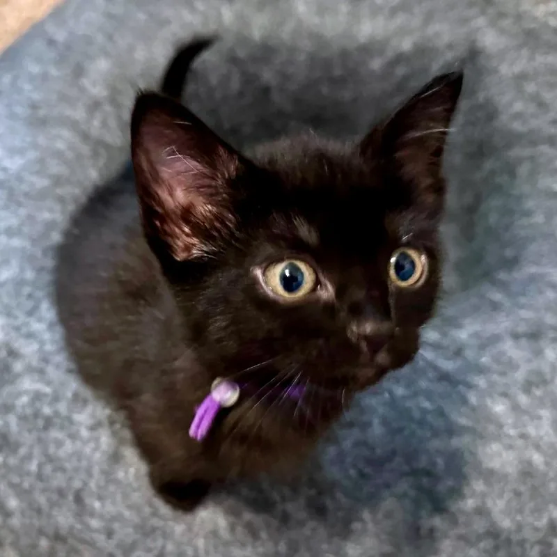 Cilantro thumbnail 6