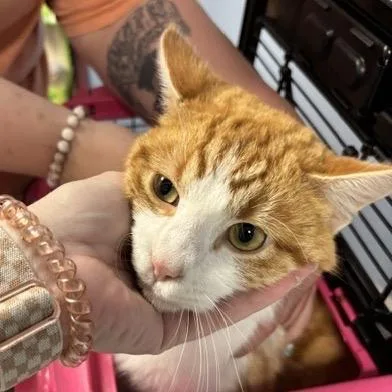 An adult medium-sized male Orange / Red Domestic Short Hair cat named Geek for adoption in St Joseph, MO