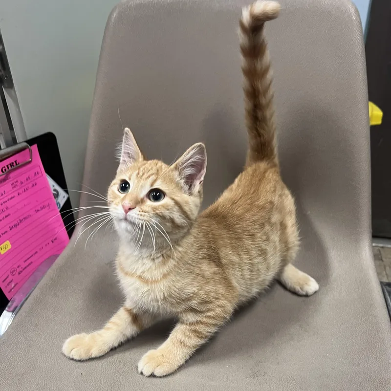 A baby medium-sized male Tabby (Orange / Red) Domestic Short Hair cat named Orange Crush for adoption in Fairmont, MN