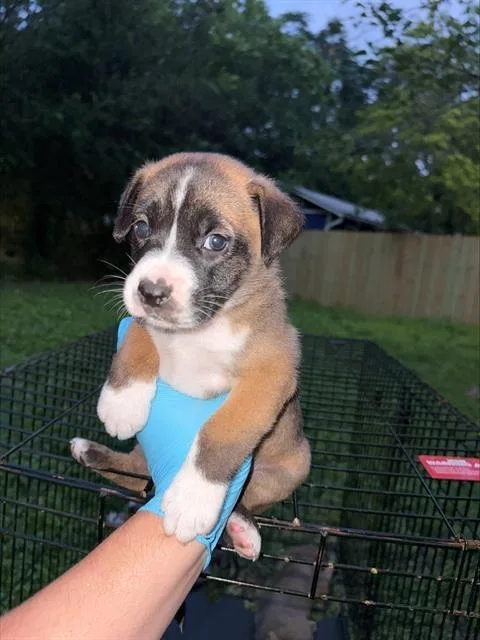 A baby small-sized male American Staffordshire Terrier dog named Drew for adoption in San Antonio, TX