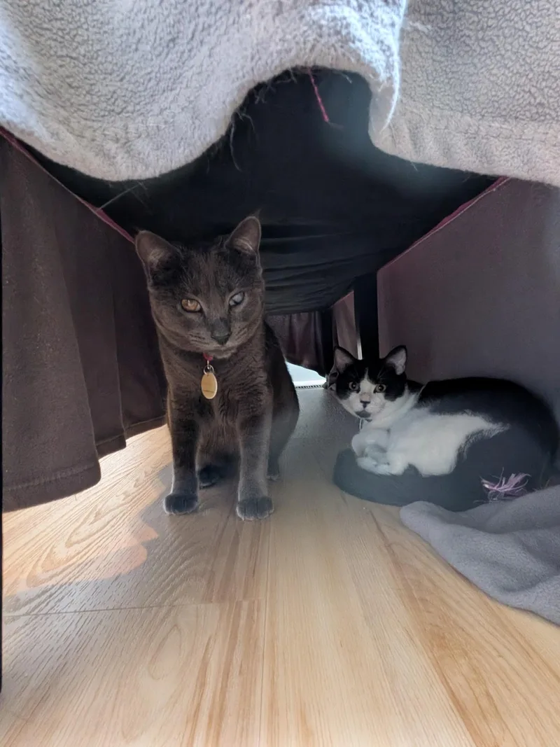 A young medium-sized male Domestic Short Hair cat named Teeter for adoption in New York, NY