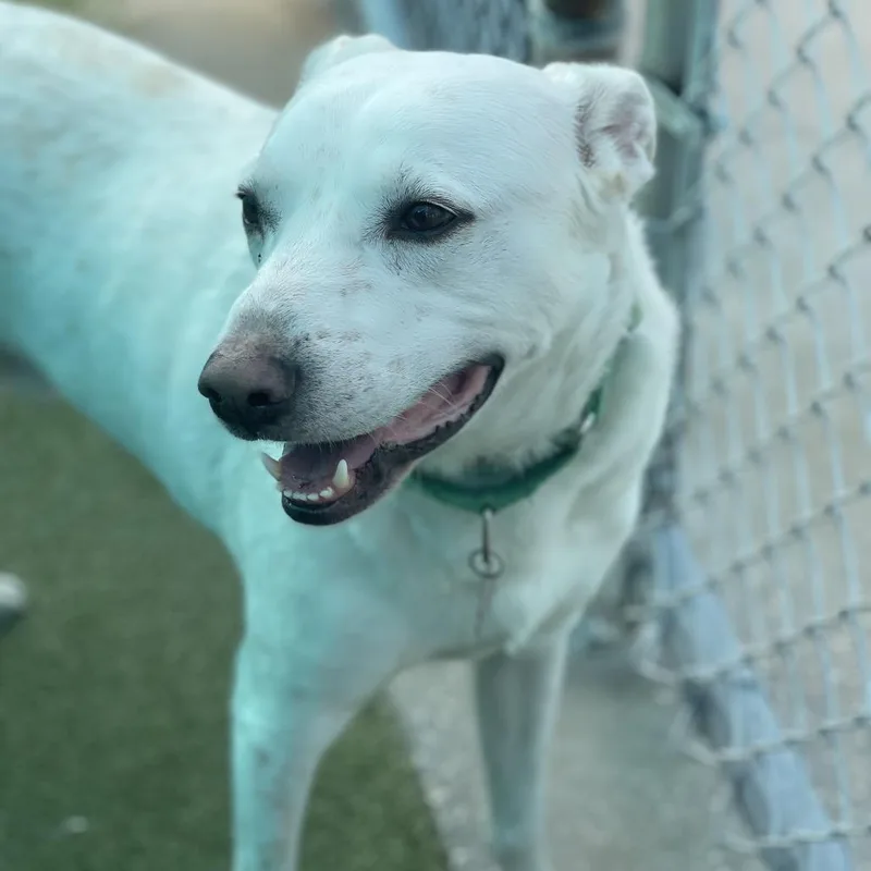 An adult large-sized male White / Cream Labrador Retriever dog named Melou for adoption in Lakeland, FL