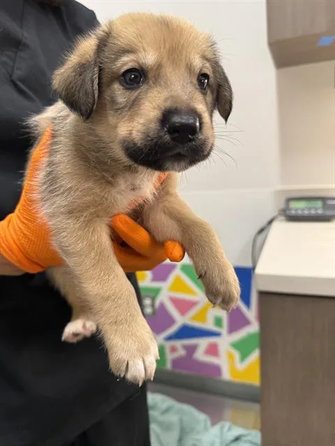 A baby small-sized male German Shepherd Dog dog named Deadpool for adoption in Baytown, TX