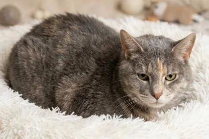 An adult extra large-sized female Domestic Short Hair cat named Claire for adoption in Bedford, IN